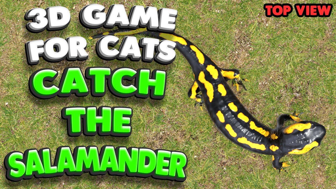 3D game for cats | Catch the salamander (top view) | 4K, 60 fps, stereo sound