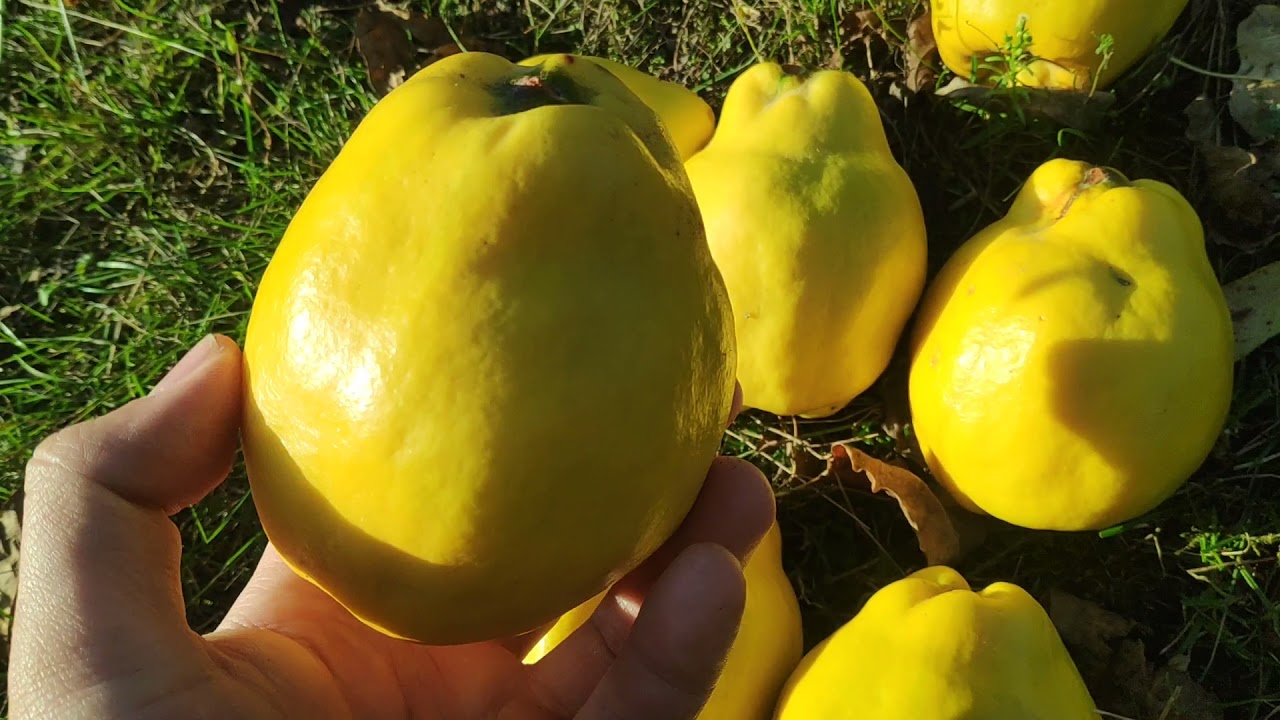 Konačno posle 2 godine stigao plod dunje Robuste