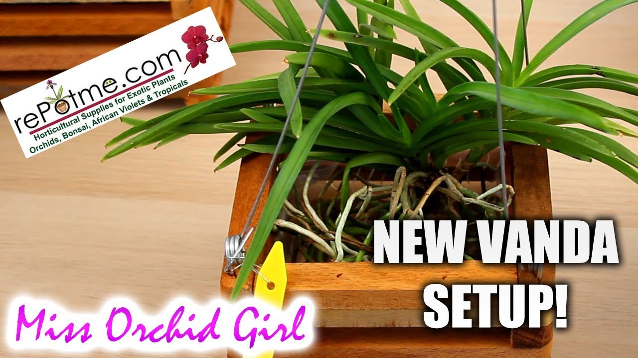 Potting Vanda Orchids in wooden baskets with liner - powered by rePotme! ❤️