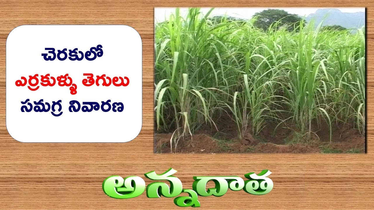 Redrot Disease in Sugarcane | Integrated Control Measures || Etv Annadata