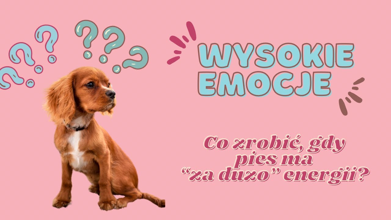 Odcinek 9. Wysokie emocje? Jak nauczyć psa odpoczywania?