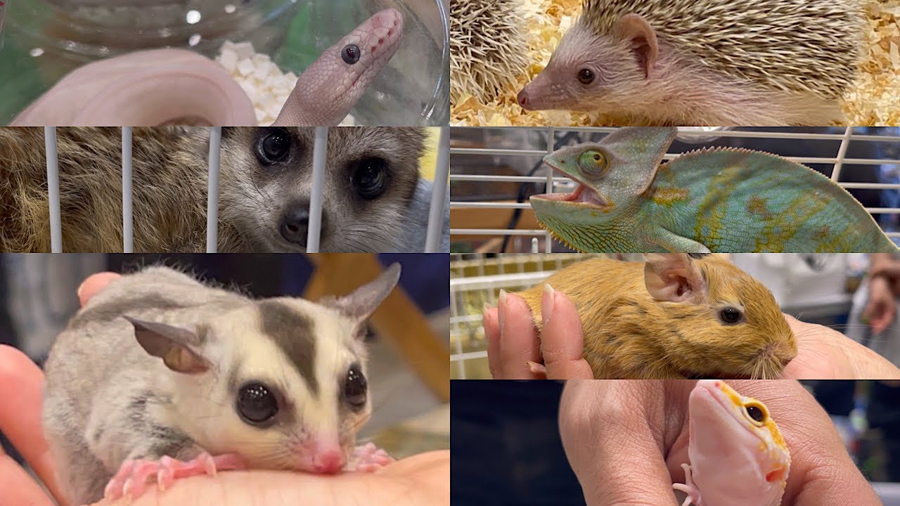 【かわいい動物&モモンガ大集合】国内最大級のイベント、ブラックアウトに参戦しました