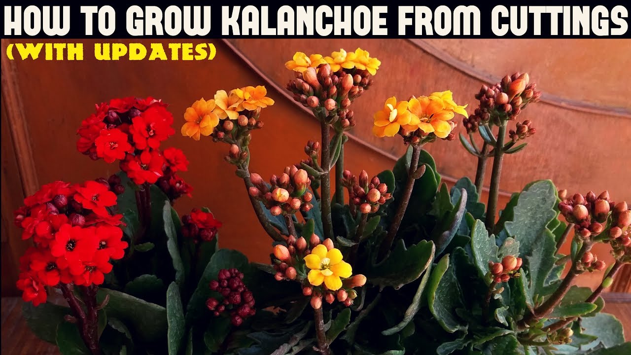 How To Grow Kalanchoe From Cuttings-WITH UPDATES