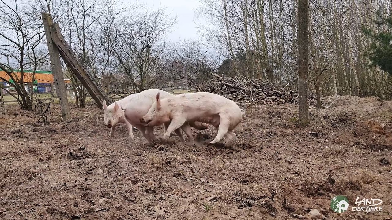 Die Kids machen Quatsch, Mama pennt: Gerettete Zuchtsau Hanna und ihre Kinder Pia, Hein und Willi
