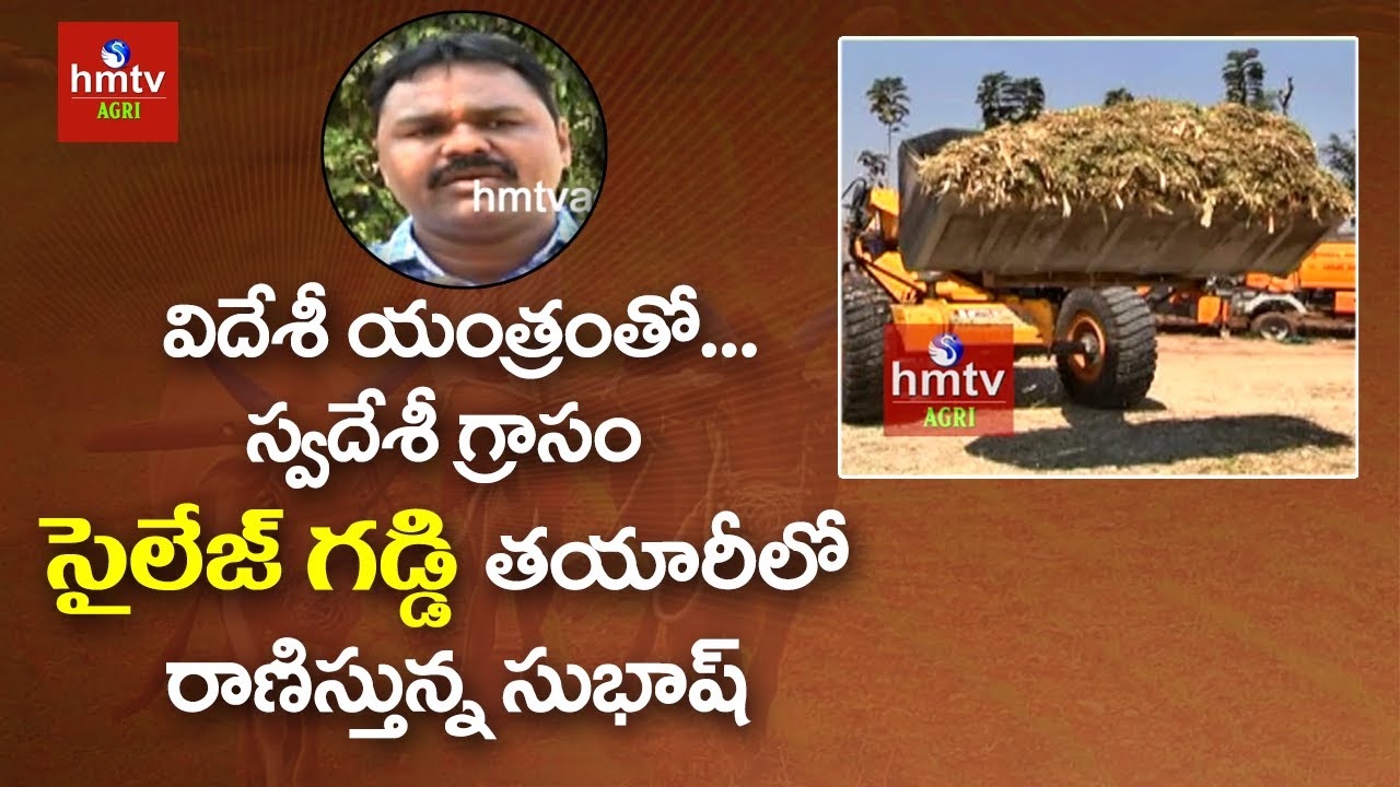 సైలేజ్ గడ్డి తయారీలో రాణిస్తున్న సుభాష్ | Silage Grass Making in Telugu | hmtv Agri