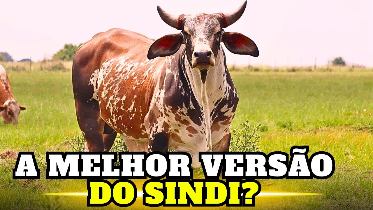 O melhor CRUZAMENTO do SEMIÁRIDO ?