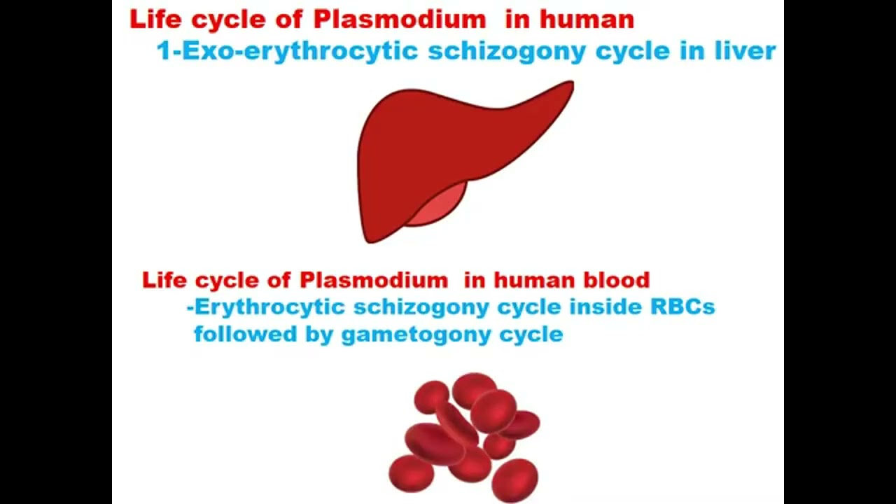 Parasitology blood module Malaria 1