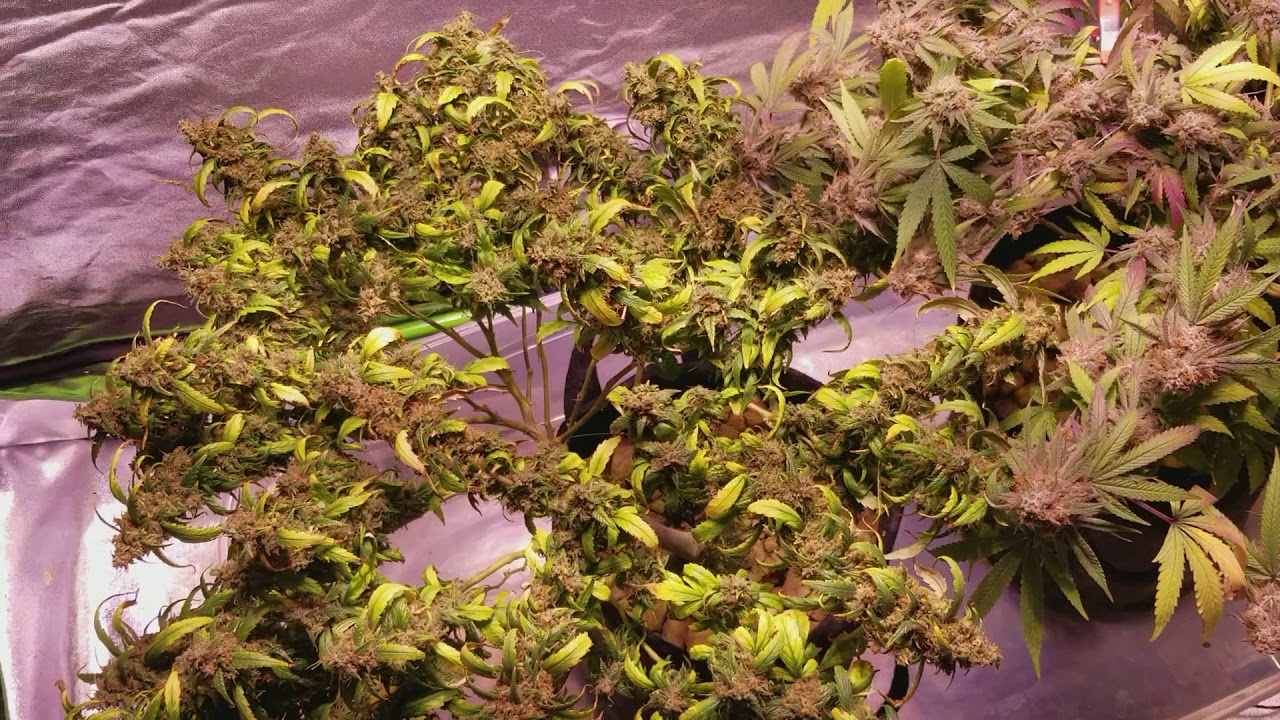 NEW GROW LIGHT SIMATIKS TRUE SUN 6 LED (OPTIC 6 PERFECT SUN 6) LAST DAY OF FLOWER