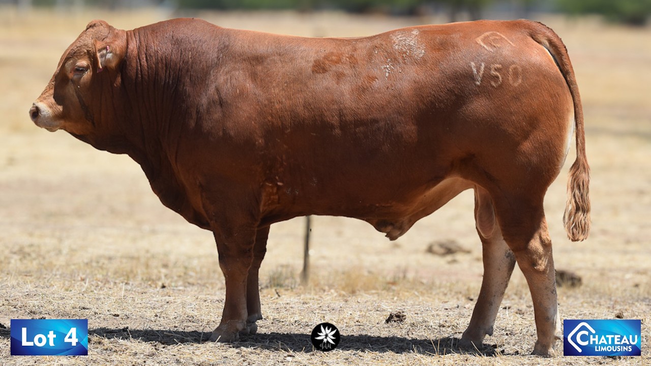 LOT 04 - JWMPV50