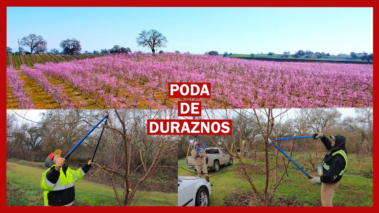 PODA de DURAZNOS, PRUNING PEACH TREES