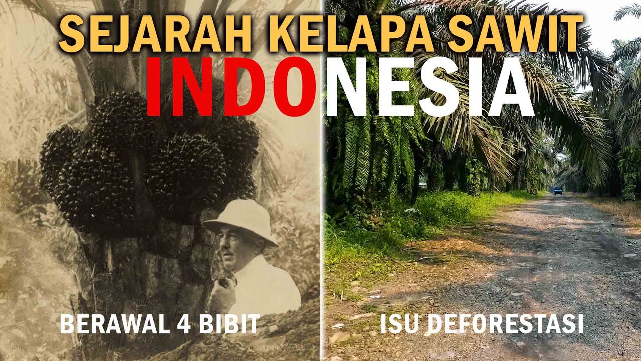 Terungkap!! Titik nol sejarah kelapa sawit Indonesia