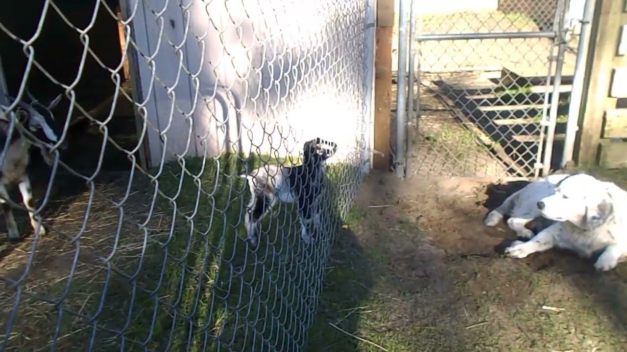 Arapawa Baby Goats 6 Days old and so Cute !