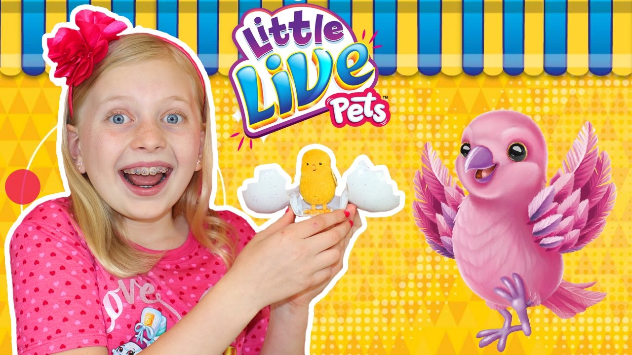 Little Live Pets Surprise Hatching Chick Eggs!!