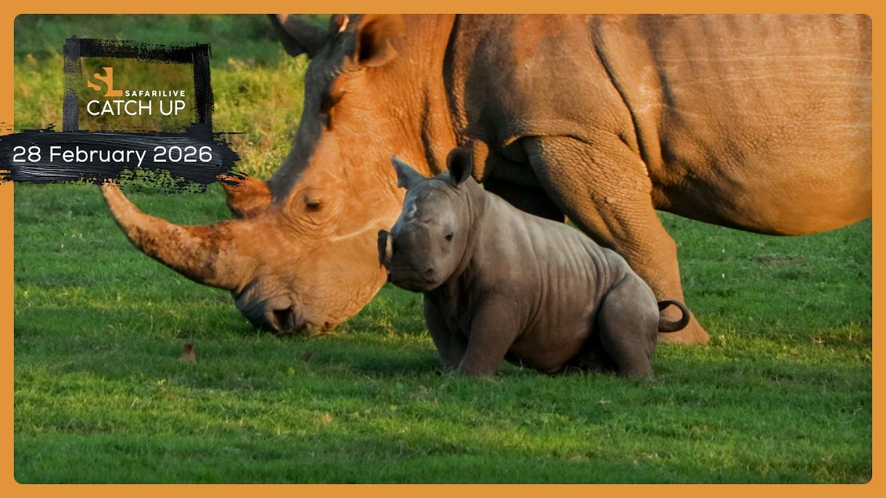 Нашествие носорогов - SafariLIVE Catch Up, 28 февраля 2026 г.