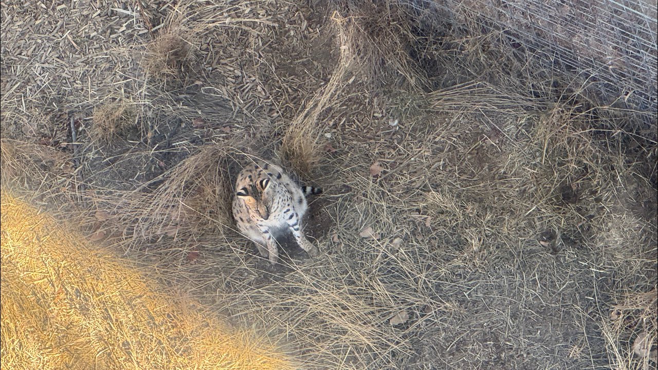 Awesome tigers and serval photos 