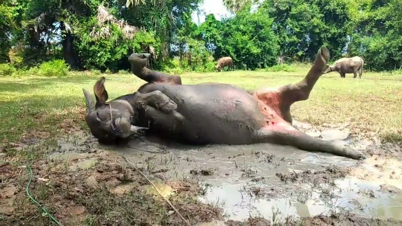 Wow... somaka big cute buffalo is  playing the mud so very nice 🐃😍#animals #buffalo #cow #new