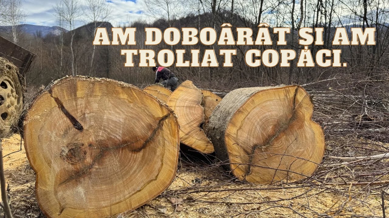 La PĂDURE, după LEMNE de FOC.