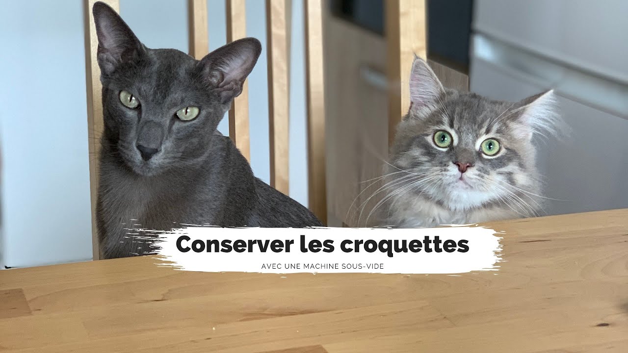 Comment conserver les croquettes ? - Loki & Mojo