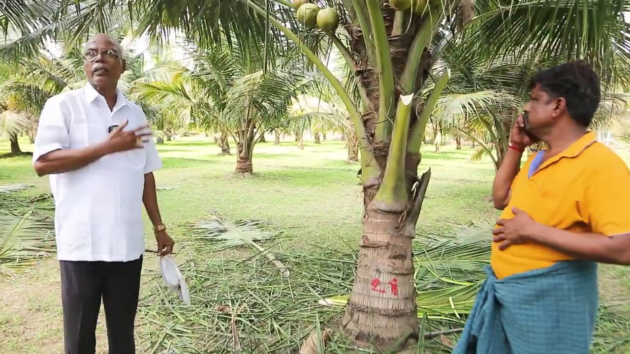 தென்னை மரங்களில் சிவப்பு கூன் வண்டு பரவுதலை தடுக்கும் முறை