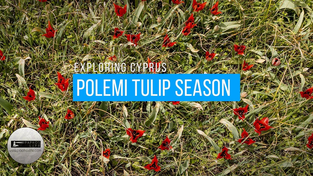 The Tulips of Polemi, Cyprus