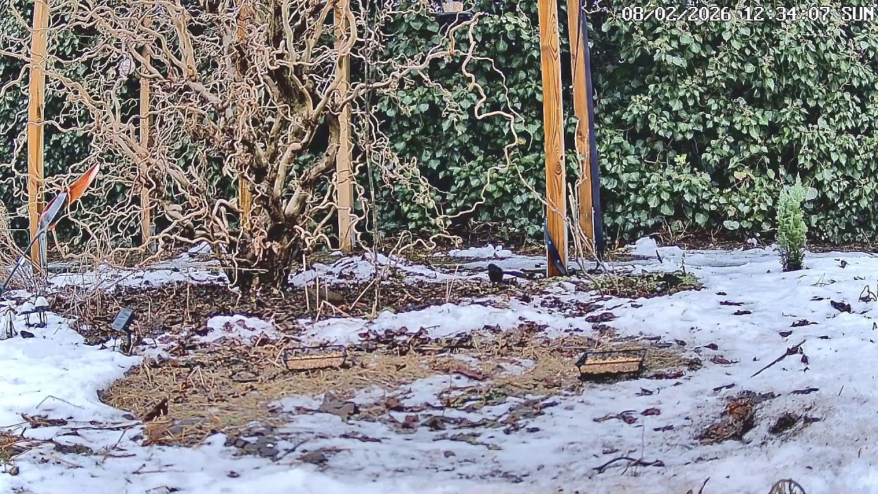 Vogelbeobachtung live aus dem Moosgarten – Deine tägliche Portion Natur! 🐦🌿