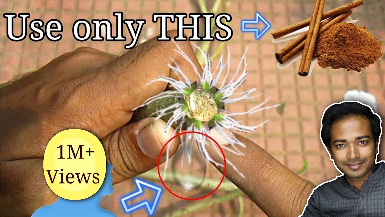 How to grow adenium from cuttings