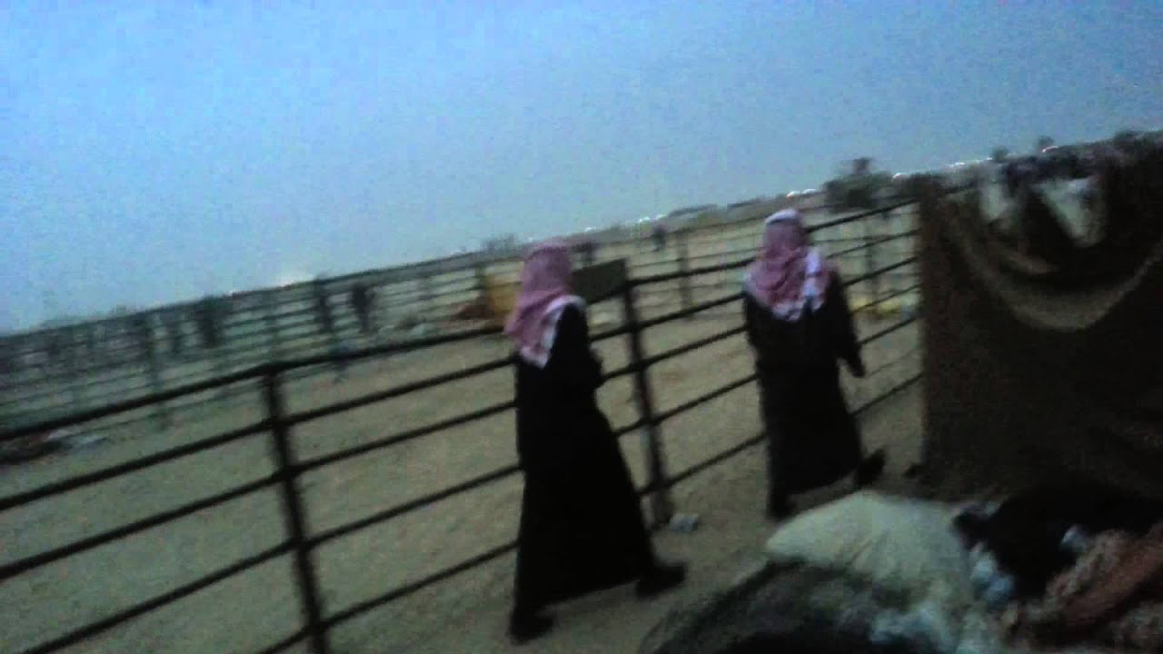 هجيج الإبل الكويت 2013 A