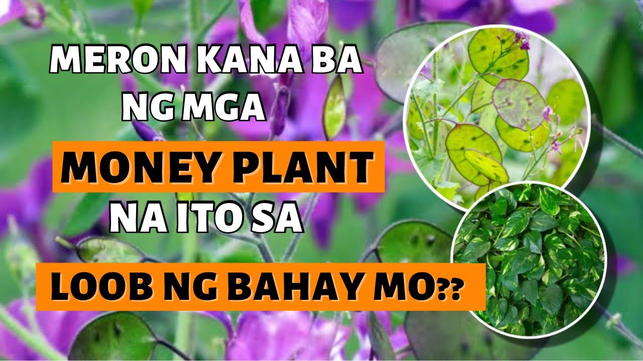 WAG NA WAG KA MAGPAPAWALA NG MGA MONEY PLANT NA ITO SA LOOB NG IYONG BAHAY!