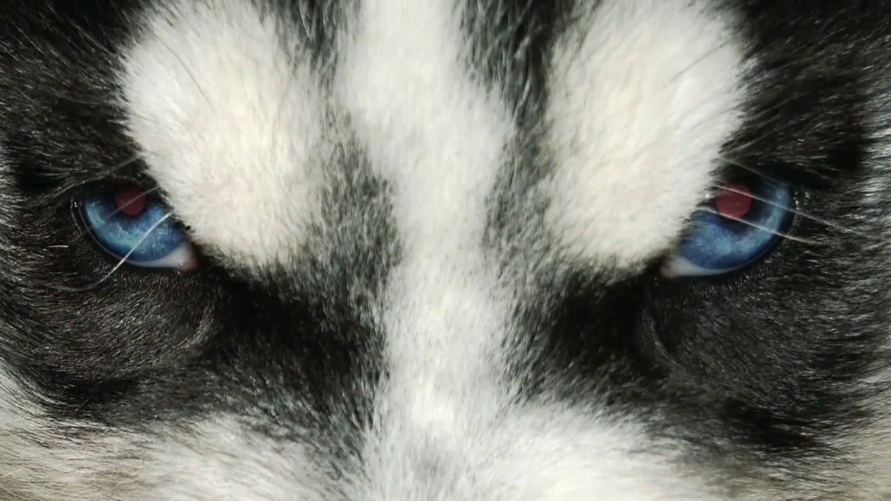 Siberian Sled Dog Puppies