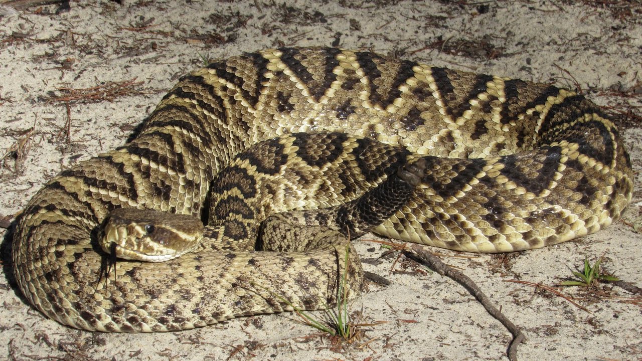 La serpiente CASCABEL mas grande del MUNDO! Cazando a la víbora diamante