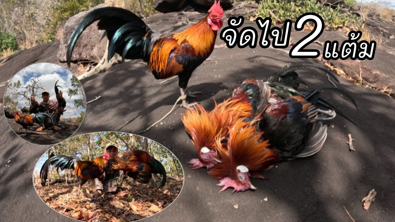 ในที่สุดก็เอาจนได้/ໃນທີ່ສຸດກະຫມານແລ້ວ2ແຕ້ມ