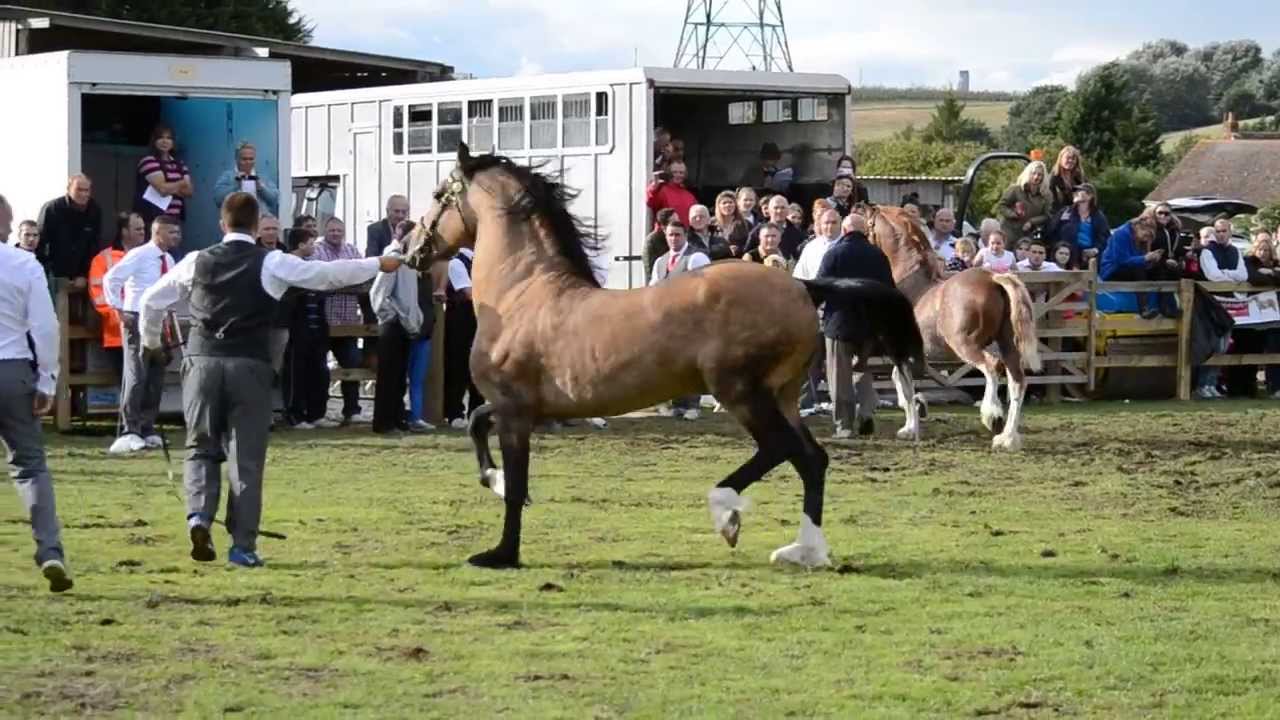 Danaway Flashjack