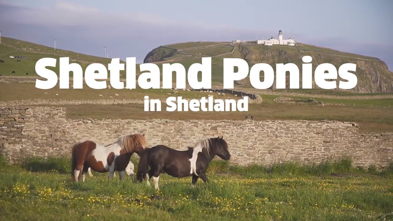 Shetland Ponies from Shetland