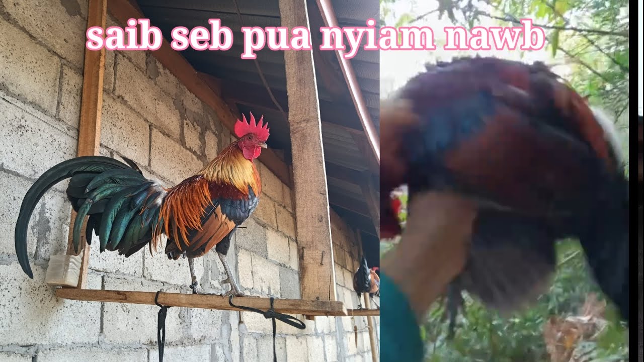 Qaib dib qua zoo xav muag tawm dib tau ib tug 