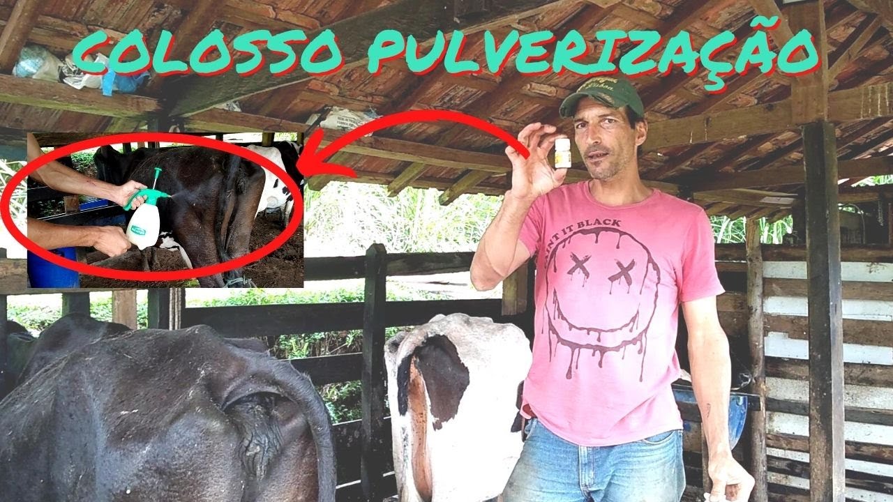 Como usar o COLOSSO PULVERIZAÇÃO para carrapatos  / pecuária leiteira