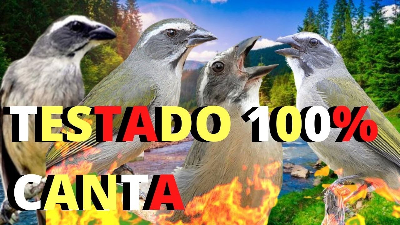 MELHOR F&Ecirc;MEA DE TRINCA FERRO MAXIANDO E CANTANDO E CANTO DE TRINCA FERRO FLAUTEADO PARA ESQUENTAR