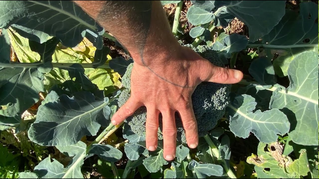 4.5 Months Old Syntropic System - keeping it moving through winter!