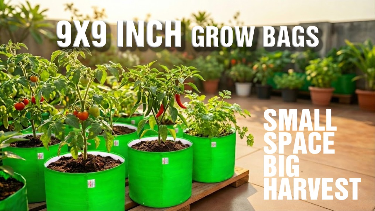 Best 9x9 Inch Grow Bags for Terrace Gardening | Casa De Amor HDPE Grow Bags Review & Setup