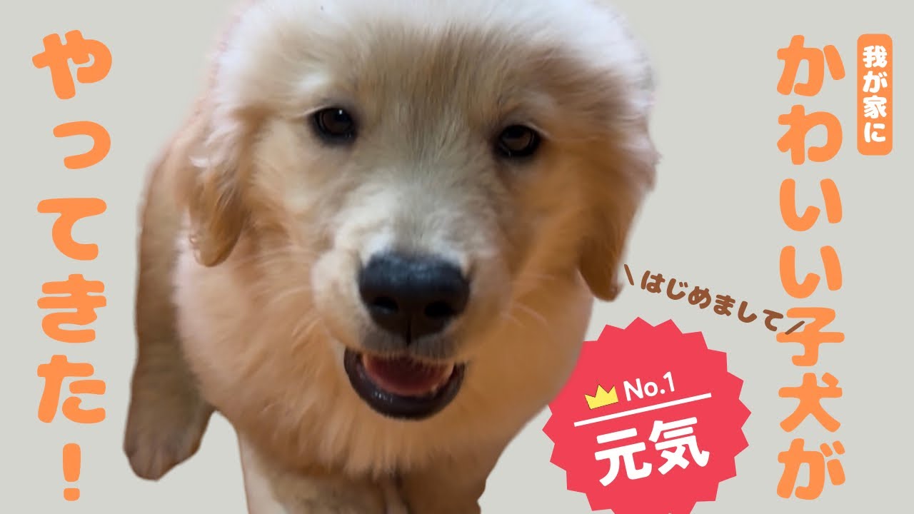 【激カワ天使】天使が家にやってきた！ゲージ作り頑張ります！