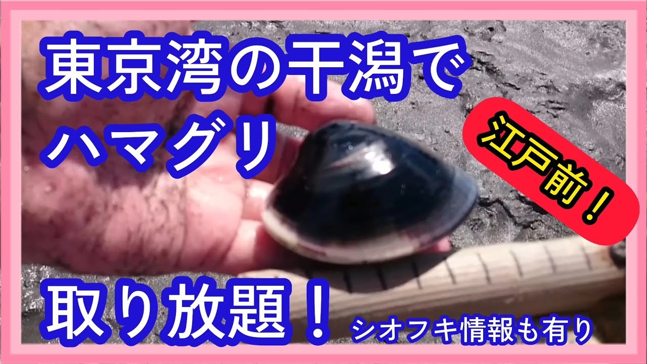 【潮干狩り】東京湾の奥地でハマグリをたくさん採りたい！