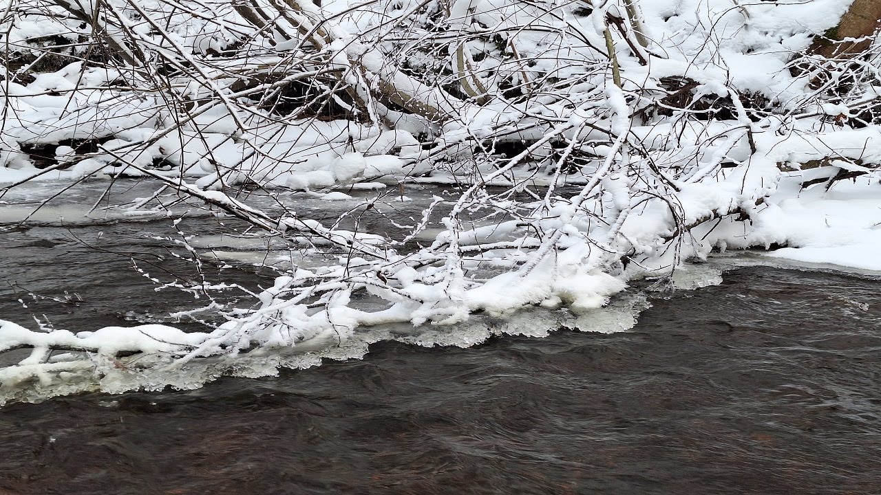 Estonian winter scenery (Guess what bird it was)