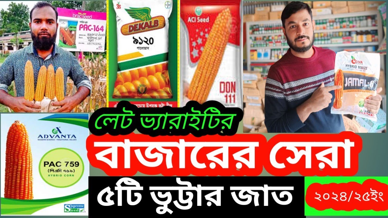 বাজারের সেরা ৫টি ভুট্টাবীজ (লেট ভ্যারাইটি)