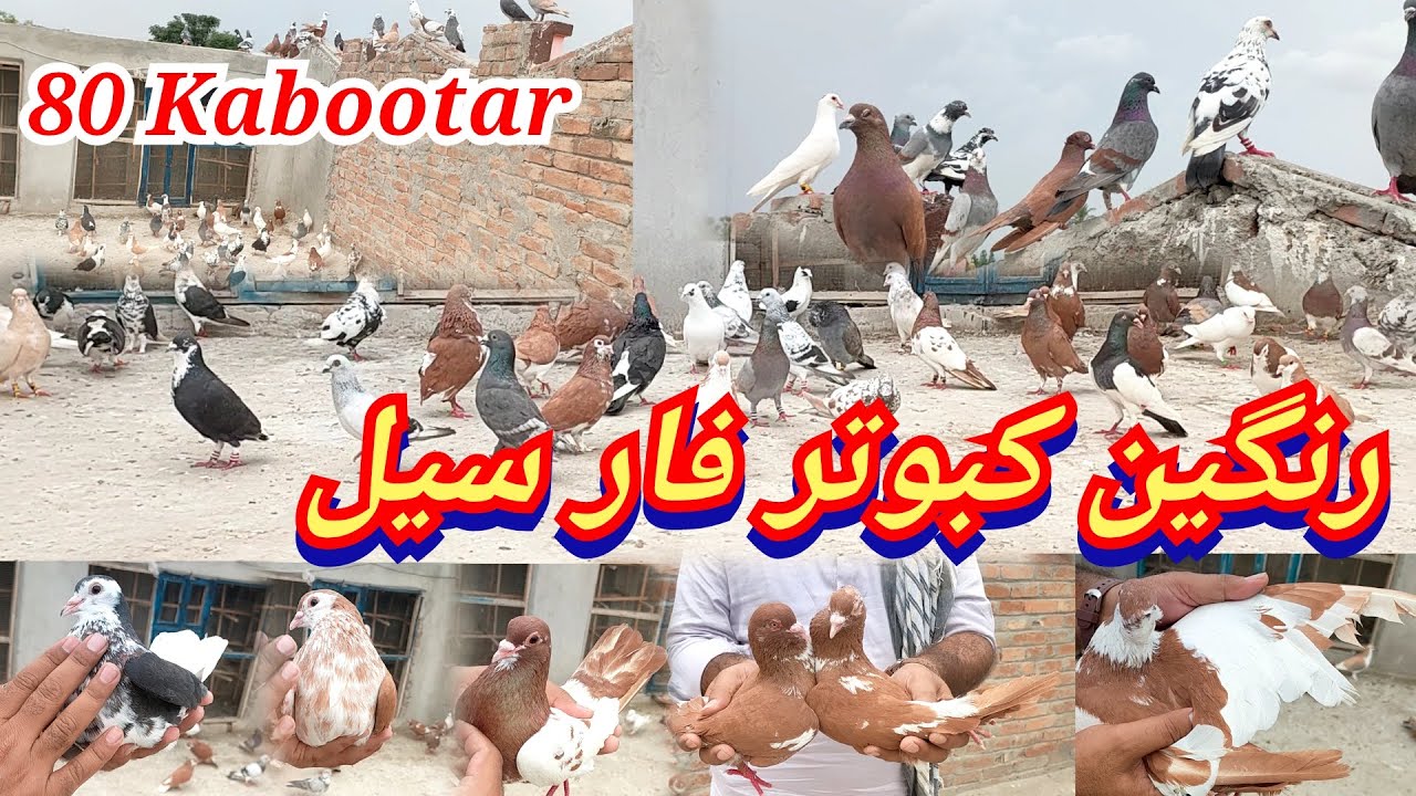 Rangeen Kabootar For Sale  || 80 Kabootar For sale