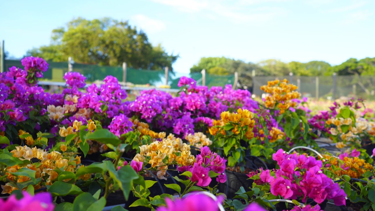 Vivians Nursery Hoveniersbedrijf | Plantenkwekerij Curaçao
