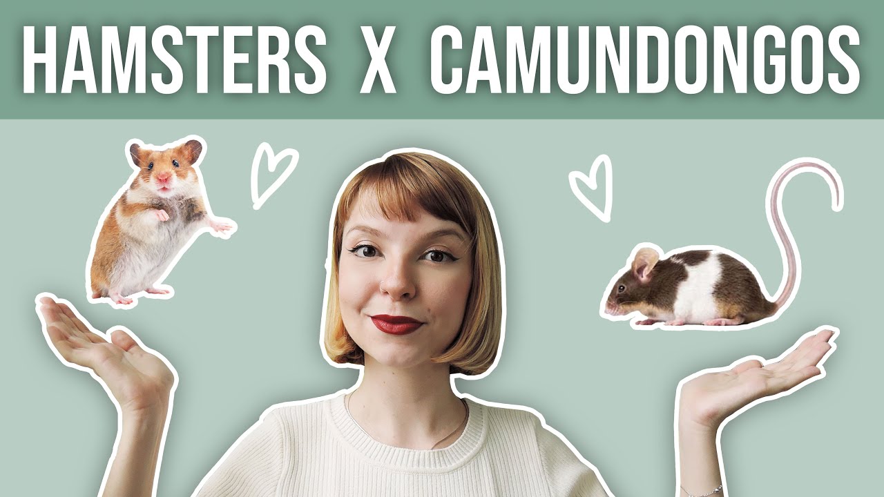 🐹 Hamsters ou 🐭 camundongos? Qual escolher?