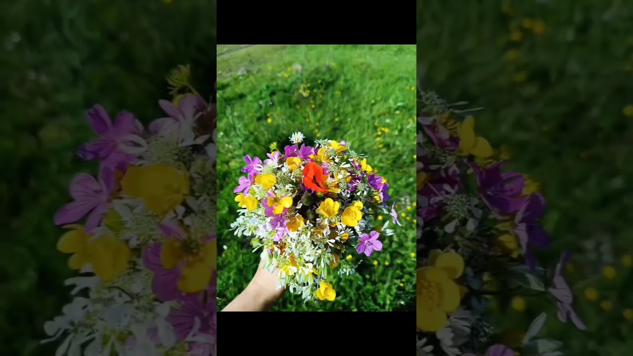 doğa videosu.      