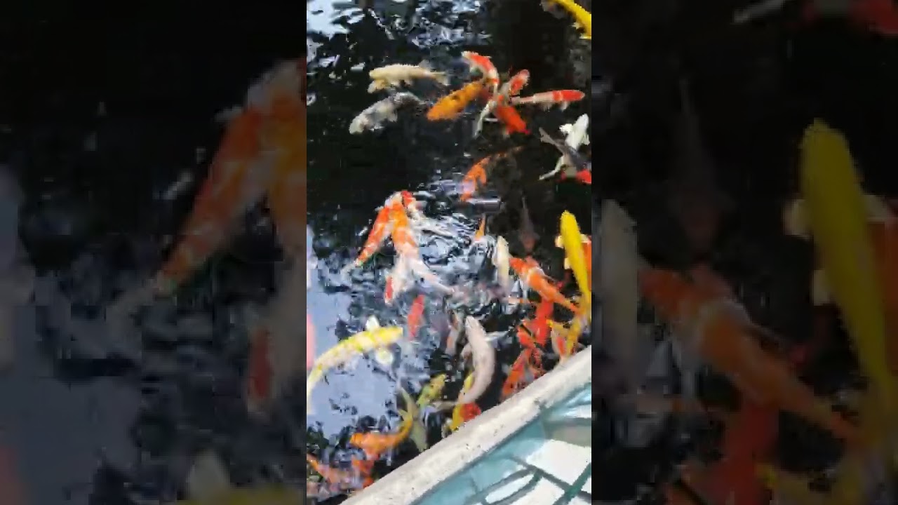 Beautiful and Amazing Koi Fish || 