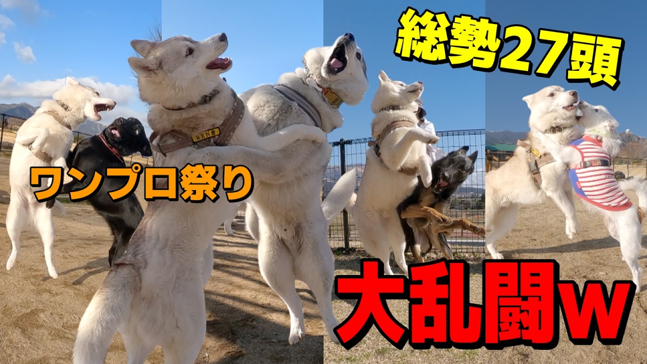 【爆走ハスキー】27頭集結！蓮大興奮のドッグラン爆走祭り‼