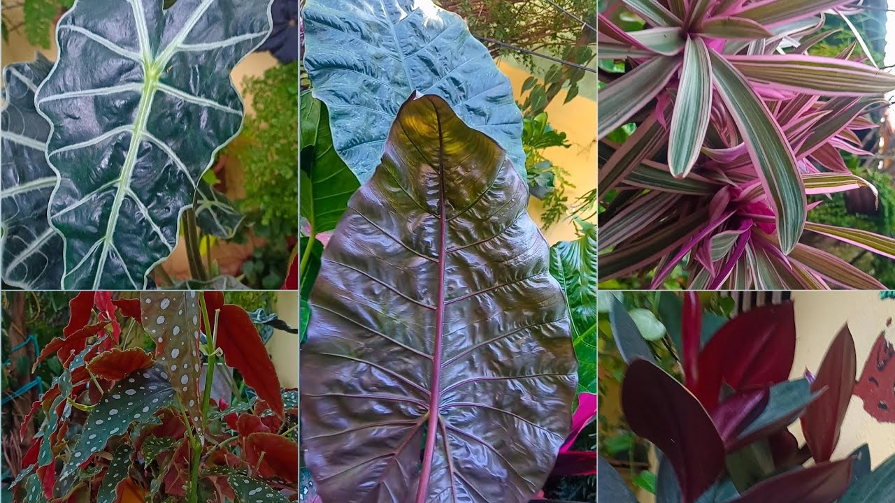 7 Plantas Com Frente & Verso Das Folhas Com Cor Diferente 