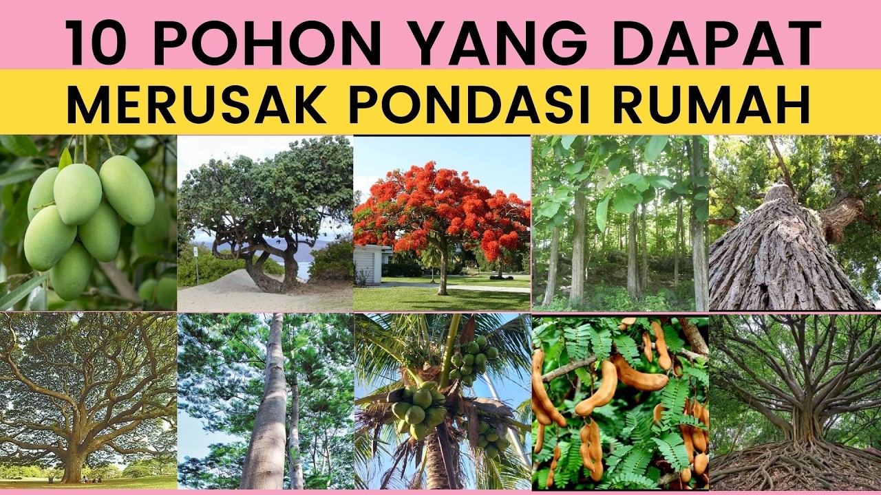 10 Pohon yang Dapat Merusak Pondasi Rumah